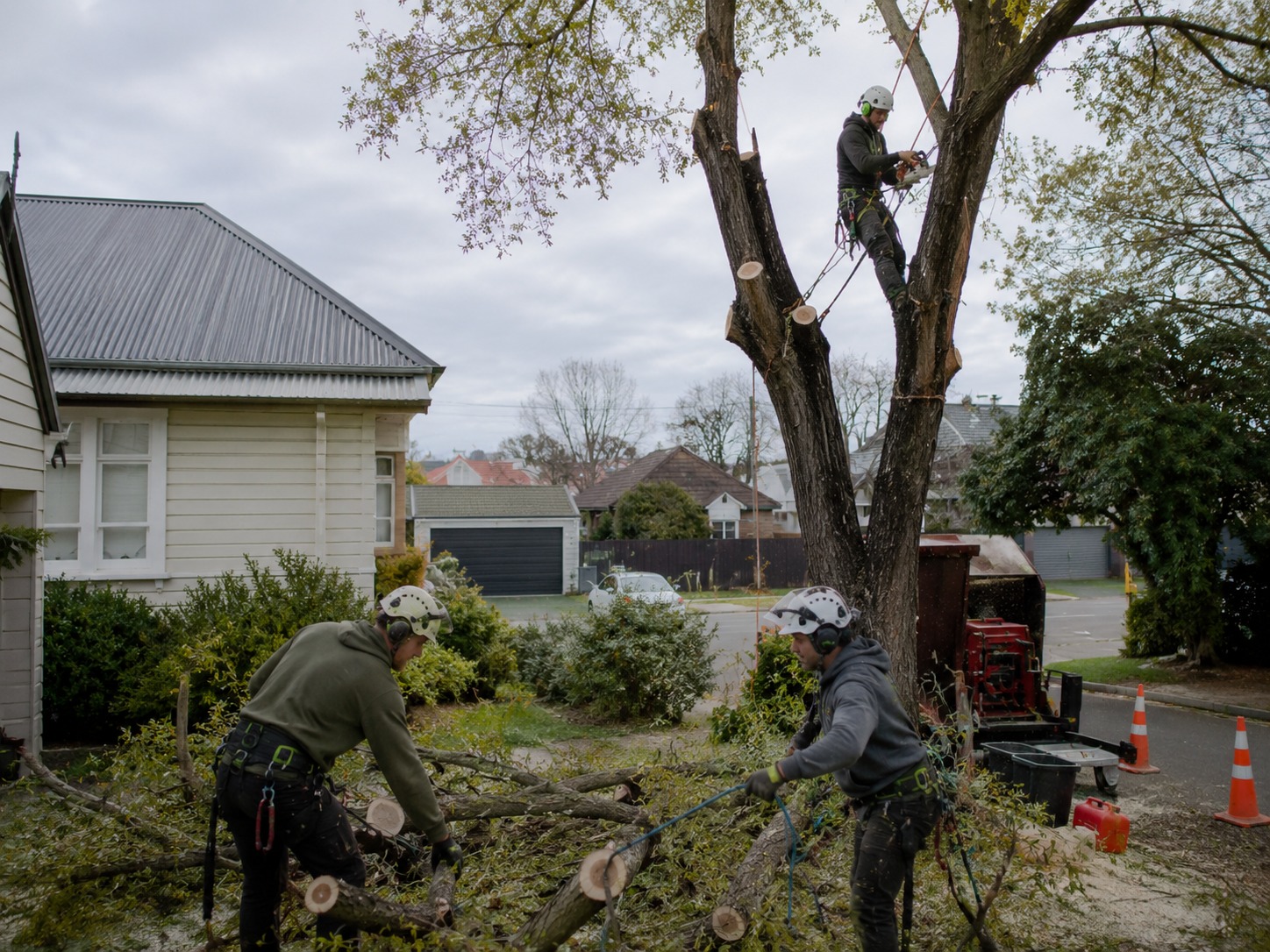 tree dismantling christchurch