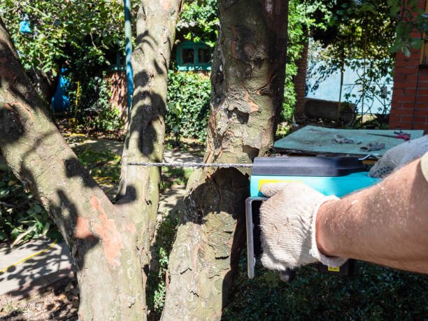 best arborist christchurch
