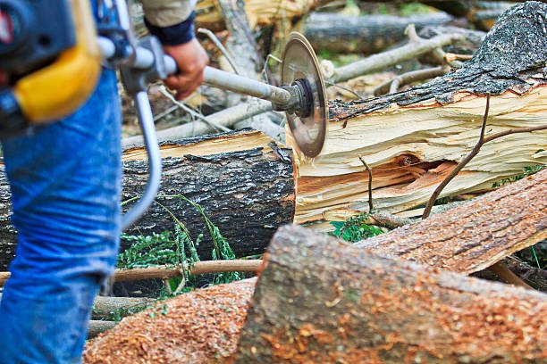 best tree removal service
