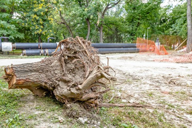 christchurch dead tree removal