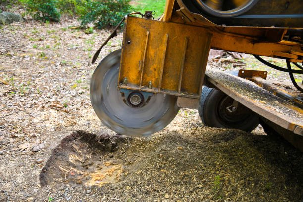 christchurch stump grinding