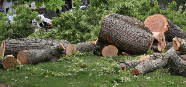 tree cutting christchurch