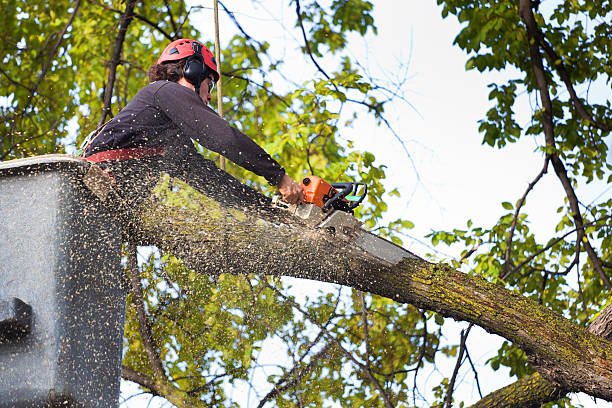 tree removal in christchurch service