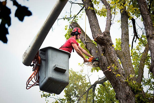 tree trimming service in christchurch